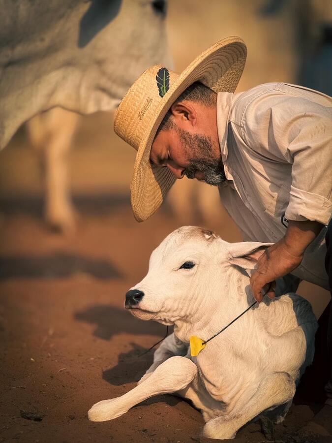 Vaqueiro cuidando de bezerro recém-nascido no curral