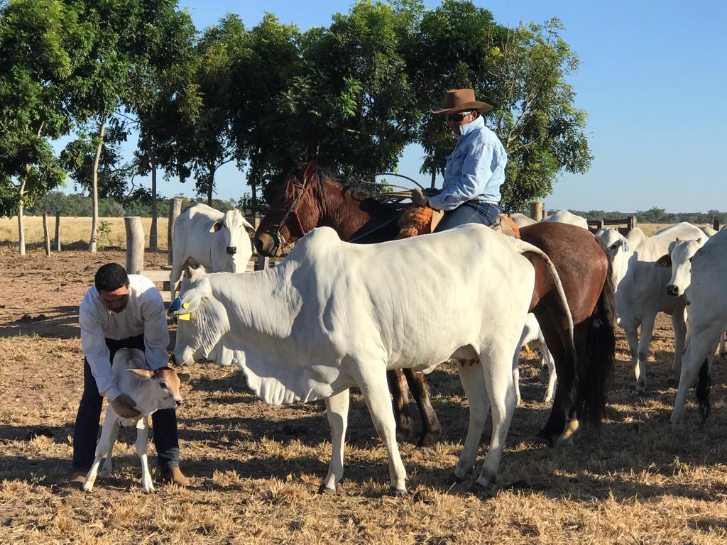 Equipe atendendo bezerro no curral, com vaqueiro a cavalo ao fundo
