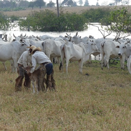 Equipe atendendo bezerro no meio do rebanho