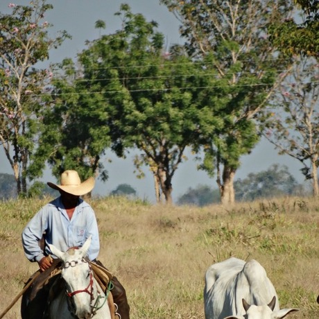 Ronda a cavalo no pasto maternidade
