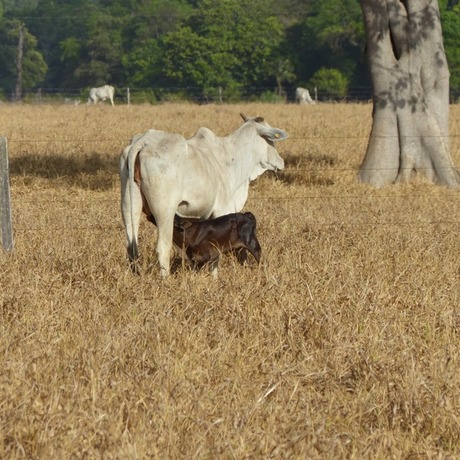 Vaca e bezerro na sombra do pasto
