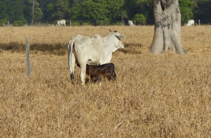 Vaca com bezerro recém-nascido no pasto