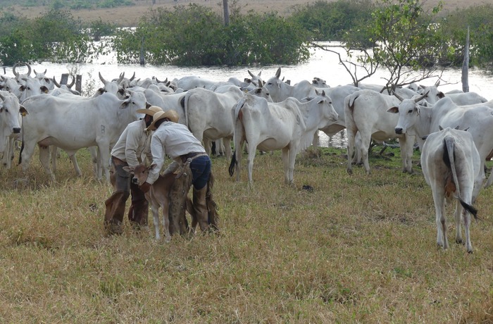 Equipe atendendo bezerro no meio do rebanho